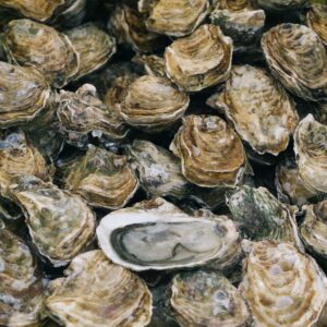 Tiny oysters play big role in stabilizing eroding shorelines