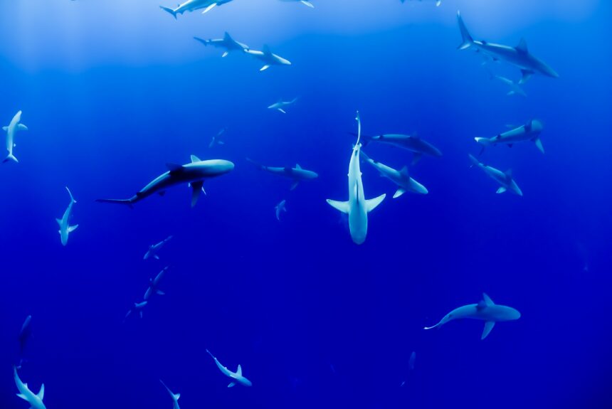 Sharks are misunderstood — and worth protecting