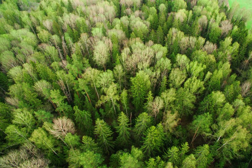 Saved by Plants: How Genetically Modified Trees Could Help Fight Climate Change