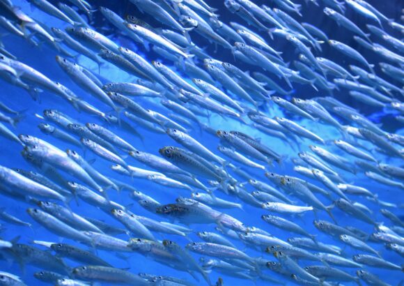 Overfishing: The Sustainability Issue You’ve Never Heard Of