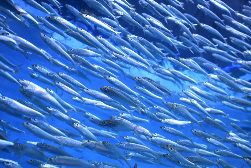 Overfishing: The Sustainability Issue You’ve Never Heard Of