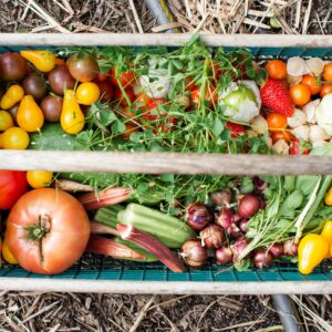 Farmers can now grow fruits, vegetables, and carbon credits