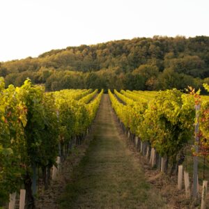 Napa Valley Winery Sues Napa County Over Arcane Environmental Rules