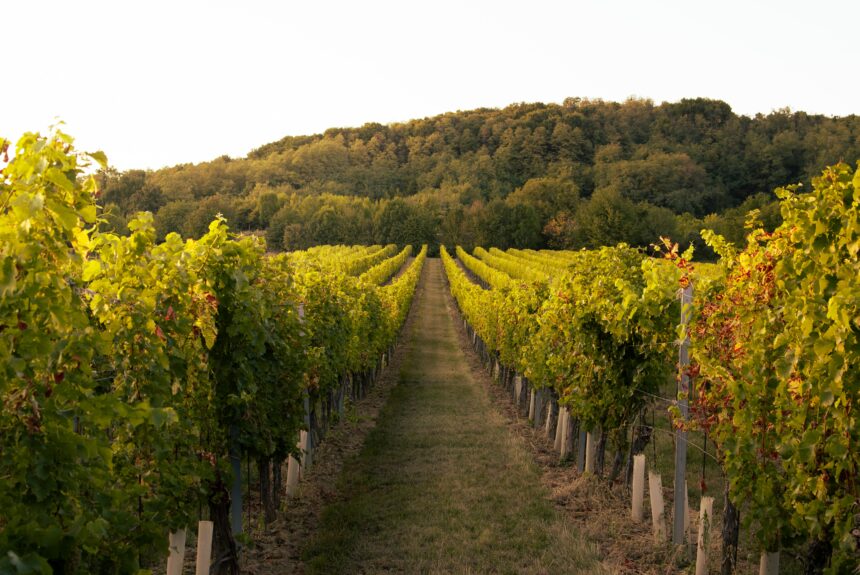 Napa Valley Winery Sues Napa County Over Arcane Environmental Rules