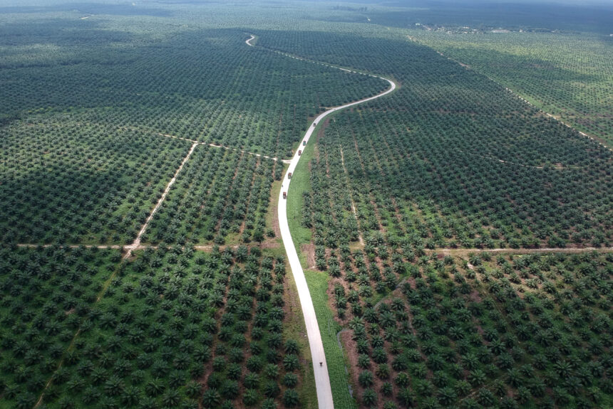 How C16 Biosciences is Revolutionizing the $61 Billion Palm Oil Industry