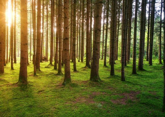 France’s forest management may need to change to prevent more wildfires in Les Landes