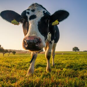 Accelerating climate-smart practices on U.S. dairy farms