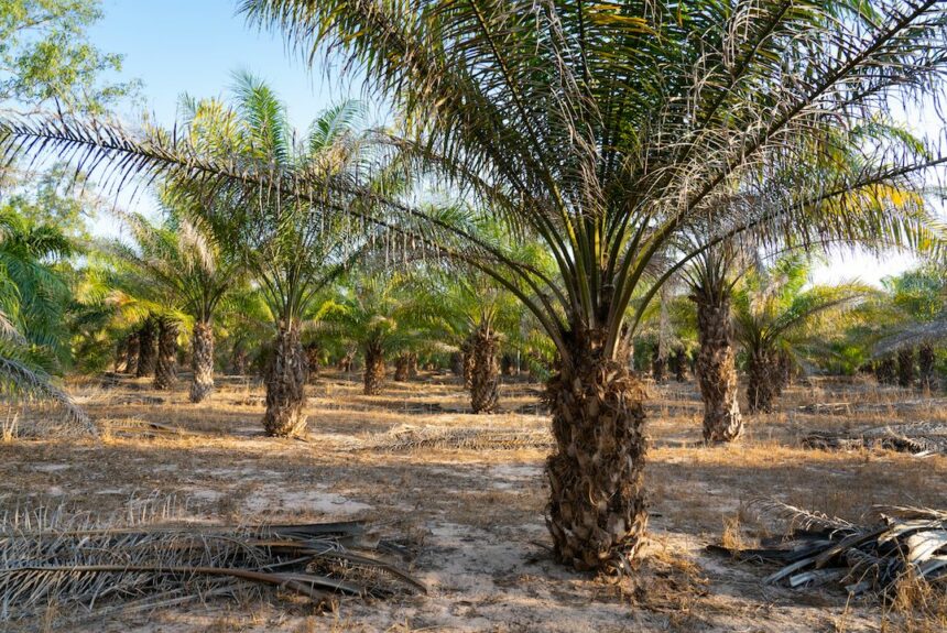 Palm oil is in almost everything, and it’s devastating rainforests. This Bill Gates-backed company used microbes to create an alternative