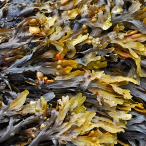 Seaweed Could Change Packaging As We Know It