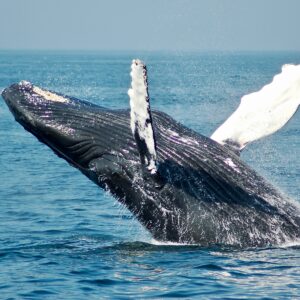 New Technology May Save The Whales From Ships