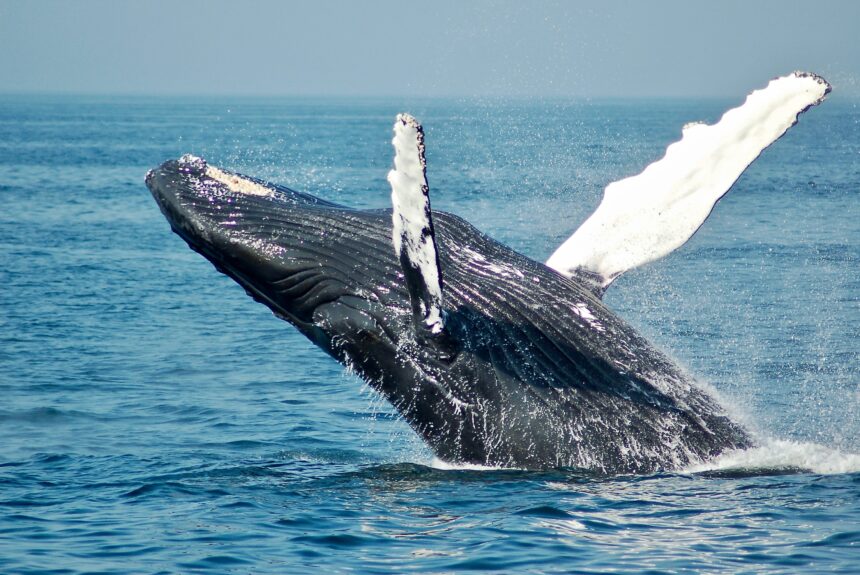 New Technology May Save The Whales From Ships