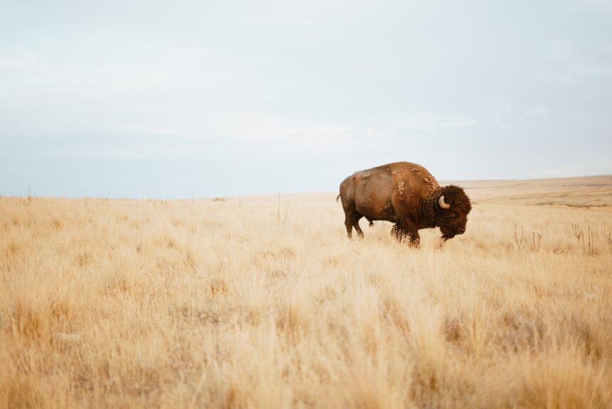 Where the Bison Could Roam