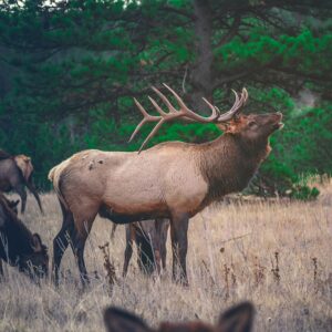 Market Solutions Come for Elk Population Management