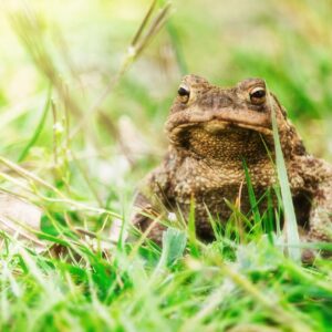 America Can Have More Clean Energy or More Toad-Protecting Regulations, but Not Both