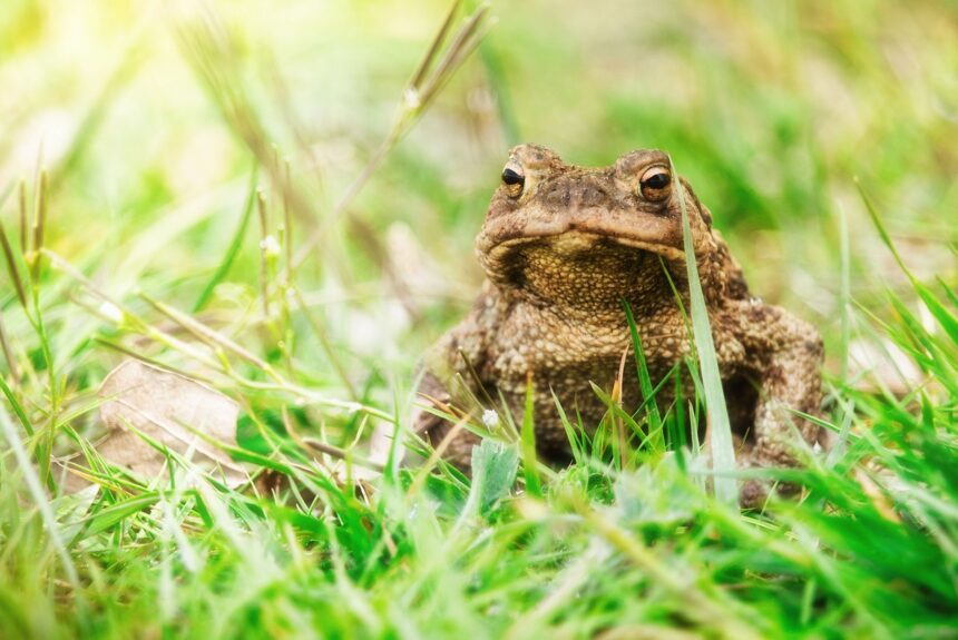 America Can Have More Clean Energy or More Toad-Protecting Regulations, but Not Both