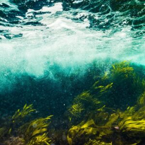 SeaTrees is Transforming Blue Carbon Ecosystems From a Carbon Sink to a Climate Solution