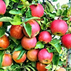 This Retired Chemical Engineer Has Saved Over 1,000 ‘Lost’ Apple Varieties From Extinction: “I Like the Challenge”