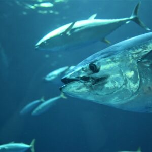 Is an answer to global overfishing and its subsidies on the horizon?