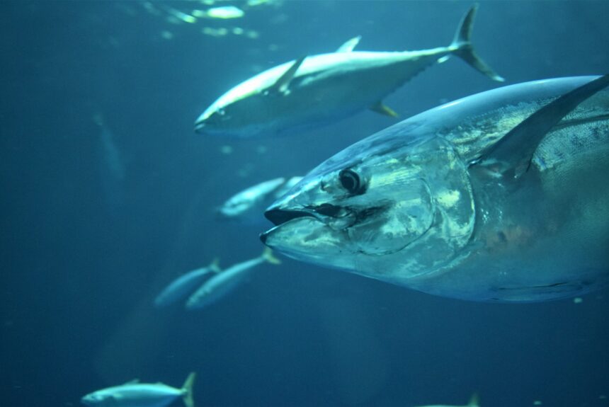 Is an answer to global overfishing and its subsidies on the horizon?