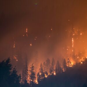 How environmental groups fuel forest fires