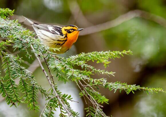 Trump rule says habitat destruction does not harm endangered species