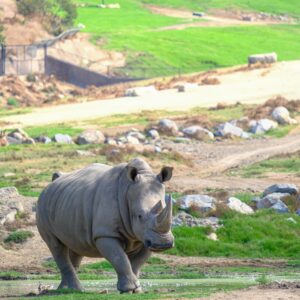 Market-Based Conservation is Saving Southern White Rhinos
