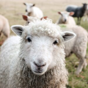 The surprising benefits of switching to ‘lamb mowers’