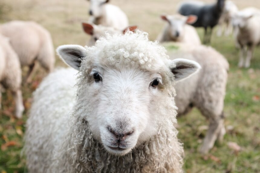 The surprising benefits of switching to ‘lamb mowers’