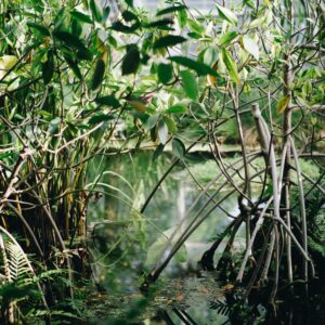 Shrimping Farming Can Save Mangroves