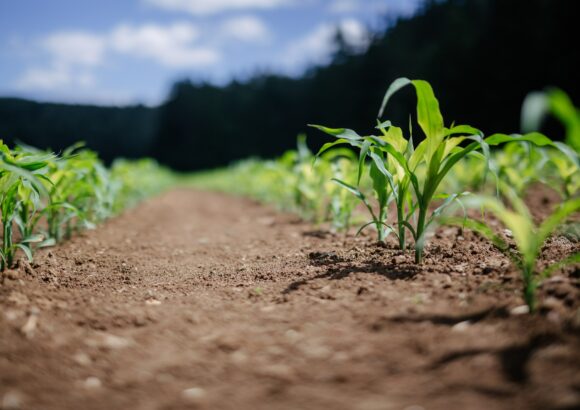 Agtech seedlings: Amazon-backed Windfall Bio hits commercial milestone for methane-eating microbes