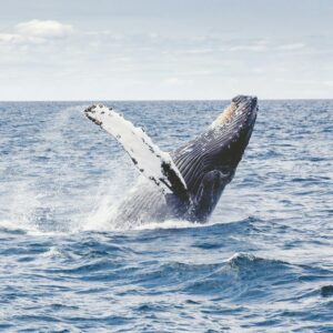 Whale Conservation and Lobstering Can Go Hand in Hand
