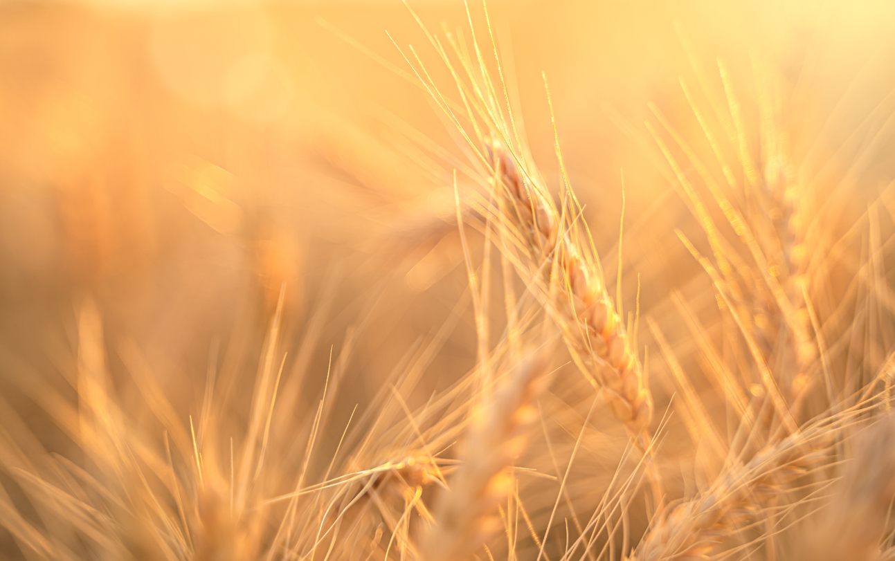 Wheat field, wheat ears in the rays of the setting sun. The concept of a rich harvest.