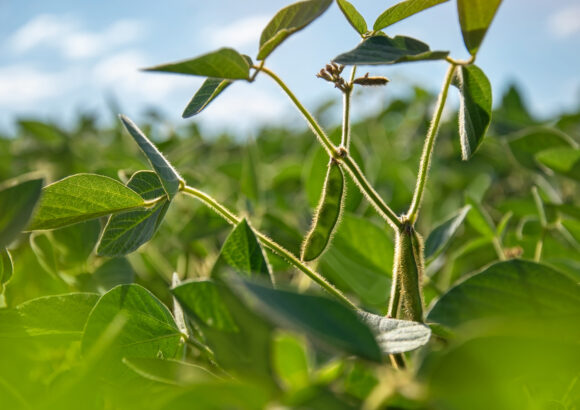 With proper management techniques, cattle herds can help increase plant biodiversity