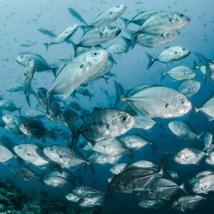 How US influence can end harmful fisheries subsidies