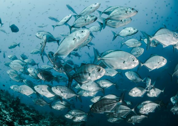 How US influence can end harmful fisheries subsidies
