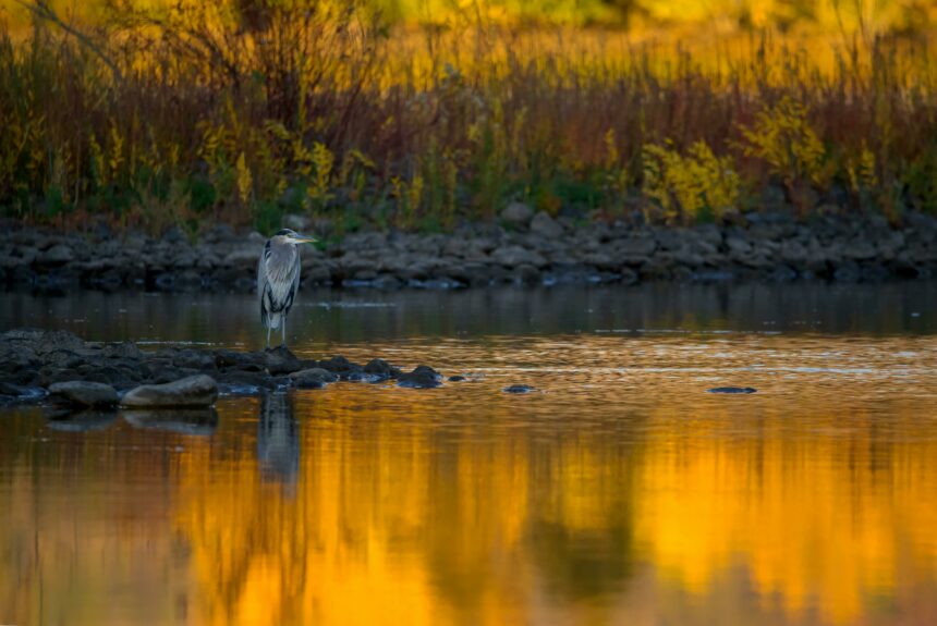 How the Private Sector Can Protect American Wetlands