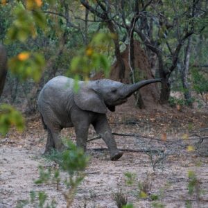 New Partnership Develops Innovative AI Monitoring for Elephants