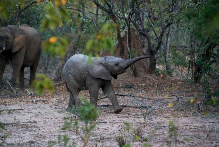 New Partnership Develops Innovative AI Monitoring for Elephants