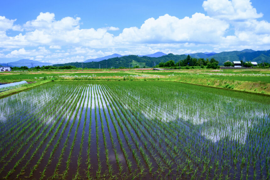 This Startup Could Make the World’s Most Popular Crop Greener