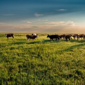 Grazing as a Strategic Fire Prevention Solution  