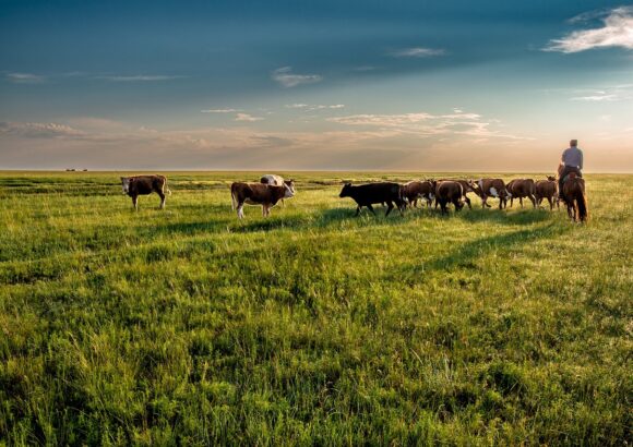 Grazing as a Strategic Fire Prevention Solution  