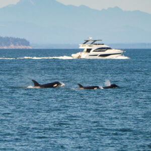 Scientists hope underwater fiber-optic cables can help save endangered orcas