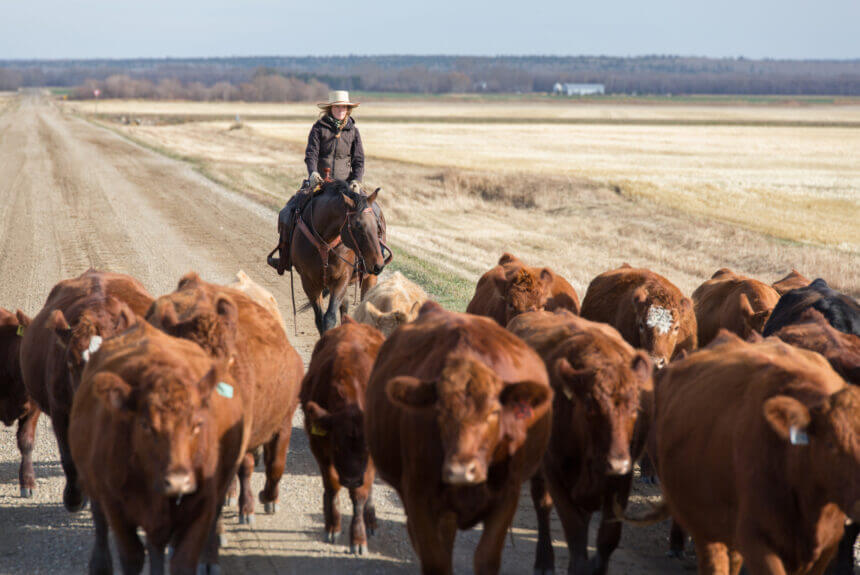 Rethinking sustainability: The untold benefits of cattle ranching in the American West