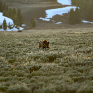 Stop Spending Billions on Courtroom Battles and Start Saving Species