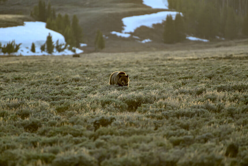 Stop Spending Billions on Courtroom Battles and Start Saving Species