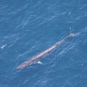 Trump’s ‘God Squad’ exempts Gulf oil drilling from Endangered Species Act requirements