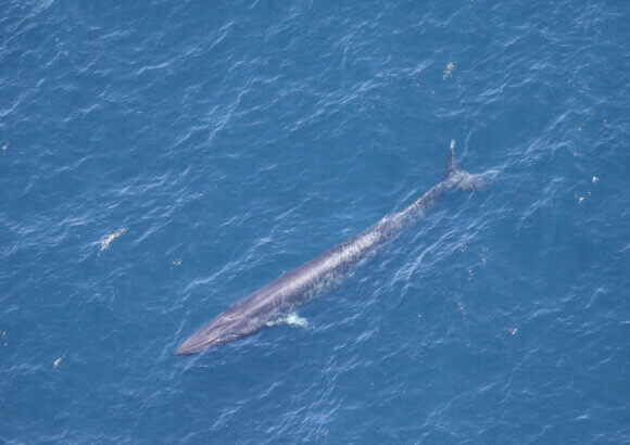 Trump’s ‘God Squad’ exempts Gulf oil drilling from Endangered Species Act requirements