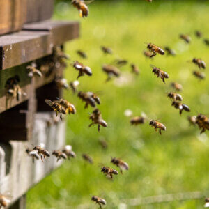 Bees are Essential to Feeding the World. Can This Company Save Them? 