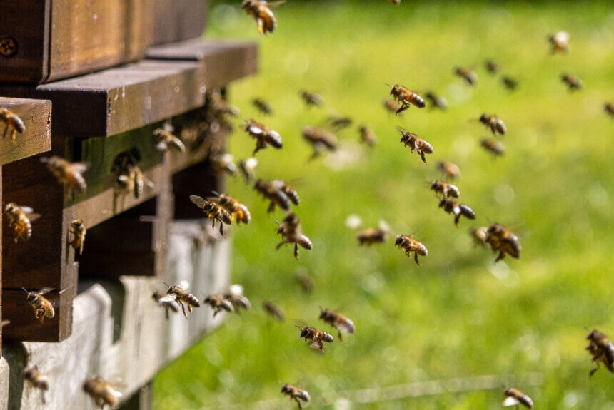 Bees are Essential to Feeding the World. Can This Company Save Them? Bees are Essential to Feeding the World. Can This Company Save Them?