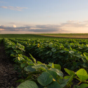 Natural Biopesticides Could Help Farmers Avoid Residue Limits and Reduce Food Waste
